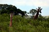 Giraffen im Arusha-Nationalpark