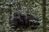 Tag 6 & 7: Schimpansen im Kibale-Forest-Nationalpark