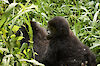 Tag 10 & 11: Gorillas im Bwindi-Impenetrable-Nationalpark