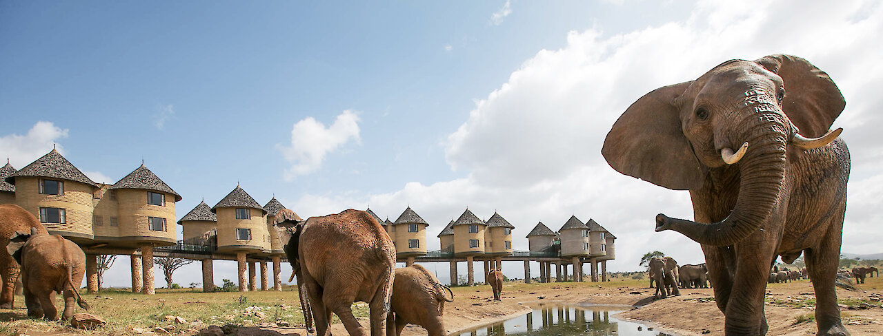 Salt Lick Safari Lodge Elefanten am Wasserloch