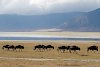 Wildebeast am Magadisee