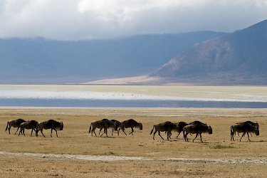 Gnus am Magadisee