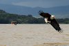Ein Adler fliegt über den Naivashasee