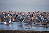 Pelikane am NAkurusee