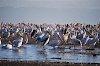 Pelikane am Nakurusee