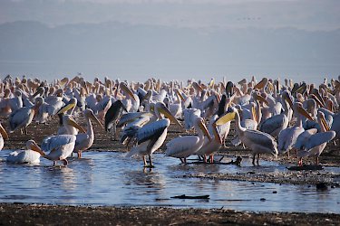 Pelikane am Nakurusee