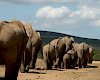 Elefanten im Addo-Elephant-Nationalpark