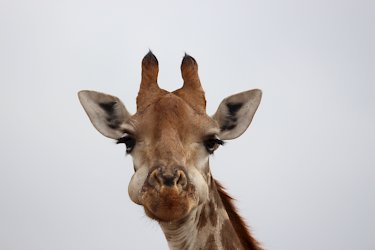 Giraffe im Madikwe-Reservat