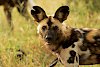 Afrikanischer Wildhund