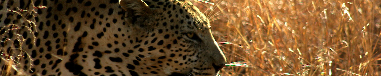 Leopard im Krüger Nationalpark