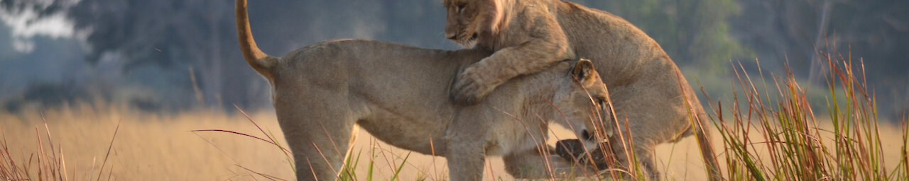Spielende Löwen in Botswana