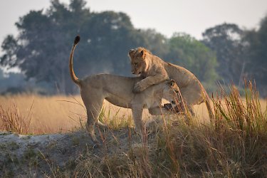 Spielende Löwen. Botswana