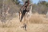 Giraffe und Wildhunde im Moremi-Wildreservat