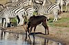 Rappenantilope und Zebras am Wasserloch