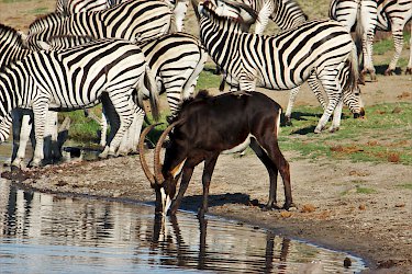 Rappenantilope und Zebras am Wasserloch