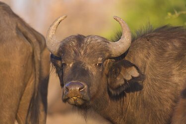 Büffel in Botswana