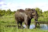 Elefant im Hwange-Nationalpark