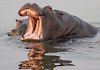 Hippo im Sambesi