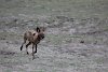 Afrikanischer WIldhund