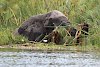 Badender Elefant