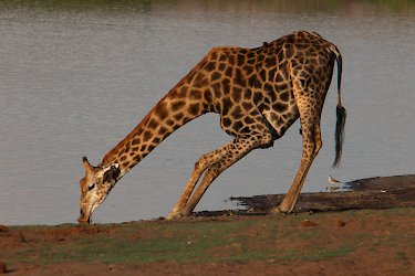 Trinkende Giraffe am Fluss