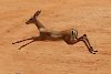 Impala im Tsavo-West-Nationalpark