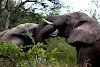 Elefanten im Wildschutzgebiet