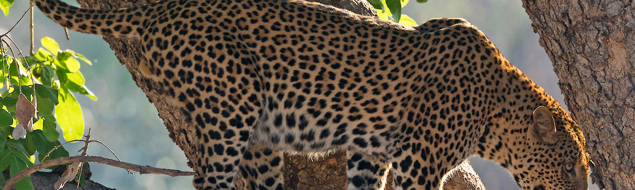 Leopard in Sambia