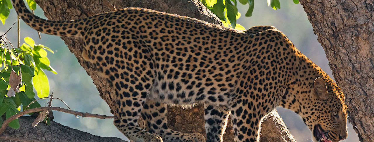 Leopard in Sambia