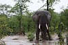 Elefant im South-Luangwa-Nationalpark