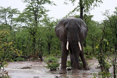 Elefant im South-Luangwa-Nationalpark
