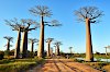 Baobab Alley