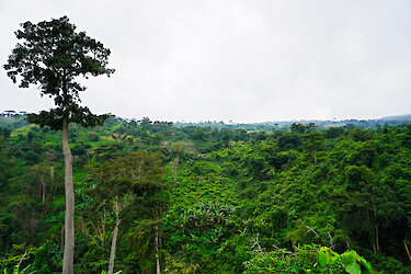 Der Regenwald bei Kpalimé