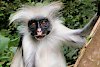 Red Colobus Affe im Jozani Forest