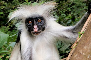 Roter Stummelaffe im Jozani Forest