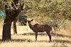 Antilope im Camp