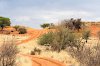 In der Kalahari