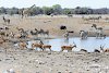 Tiere am Wasserloch im Etosha Nationalpark