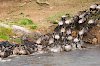 Gnuherde in der Serengeti