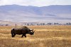 Nashorn im Krater