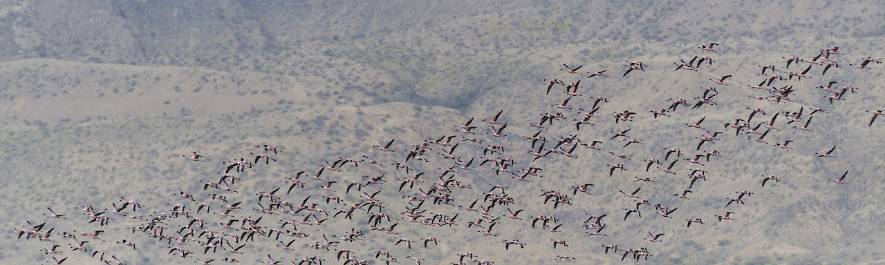 Fliegen Flamingos über Lake Natron