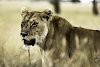 Löwe in der Serengeti