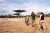 Wandersafari im Mkomazi-Nationalpark