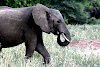 Elefant mit eingerollten Rüssel im Tarangire Nationalpark in Tansania