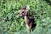 Dik Dik im Lake-Manyara-Nationalpark