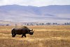 Nashorn im Ngorongoro-Krater