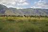 Giraffen im Mkomzazi-Nationalpark mit malerischer afrikanischer Landschaft im Hintergrund