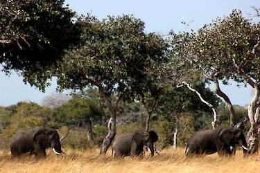 Westtansania drei Elefanten in der Savanne und Bäume im Hintergrund