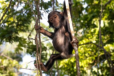 Westtansania Babyschimpanse im Baum