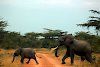 Elefanten überqueren die Piste im Selous-Wildreservat